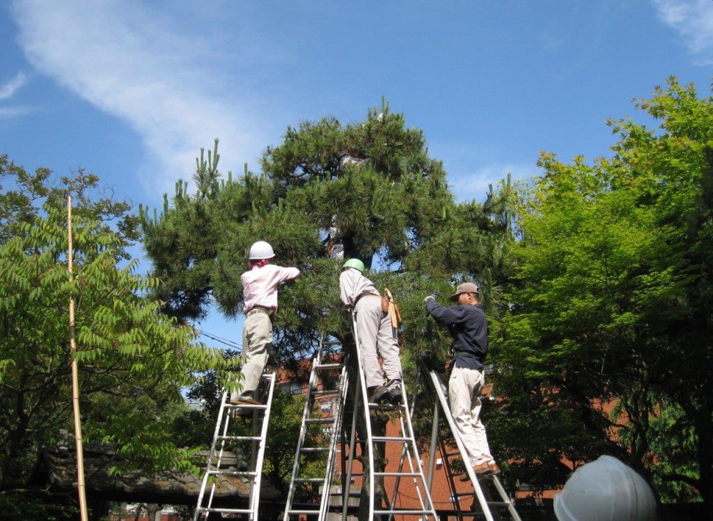 庭園実技講習2016 「松と高木の剪定」の画像